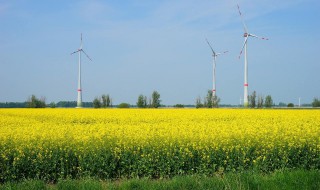 北方油菜最晚种植时间 大家不妨了解一下