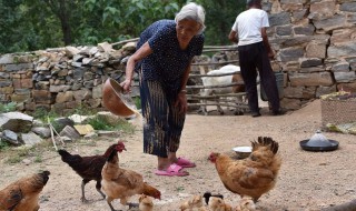 发酵养虫喂鸡配方 发酵养虫喂鸡有什么方法