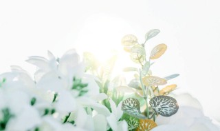 文艺小清新的生日祝福 有看中的吗