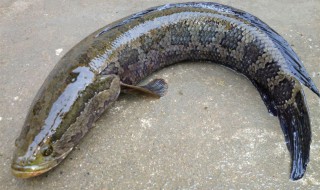 黑鱼养殖利润和成本 具体怎么计算