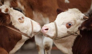 母牛不打栏怎么办 教你两个妙招