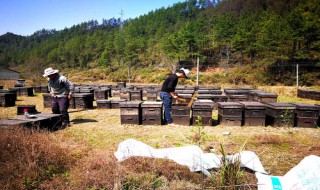 新手养蜂十一忌 十一忌有哪些？