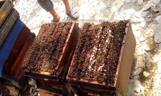 国宝蜂箱尺寸 由什么构成