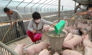 小户散养猪户有什么政策 散养猪户国家政策规定