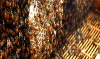 养蜂绝密技巧 各个都很关键