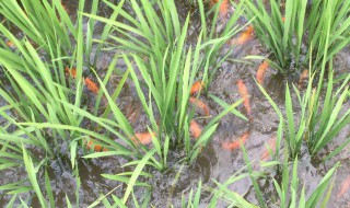 稻田养鱼一亩多少斤 稻田养鱼应该以什么为主