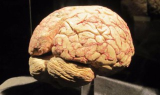 世界脑王排名 最强大脑排行