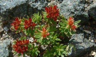 红景天适合什么人吃 你需要吃吗