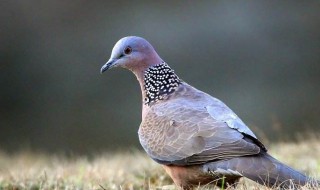 养殖斑鸠一年多少窝 斑鸠有哪些种类