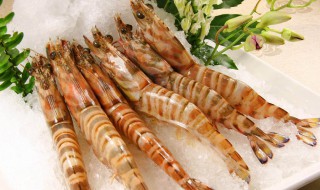 斑节对虾介绍 斑节对虾的简介