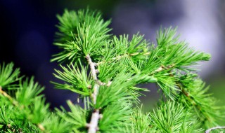 松树叶泡水功效 松树叶子泡水喝有哪些功效作用