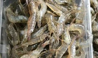 河虾怎么养 怎样养好河虾