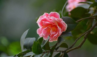 茶叶花的养殖方法 茶叶花如何养殖