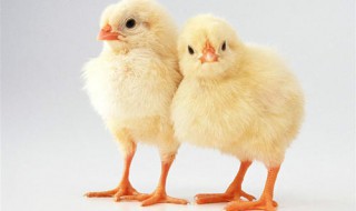 快速催肥鸡饲料配方 快速催肥鸡饲料怎么配