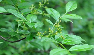 花椒树拉枝最佳时间 应在秋季落叶后进行