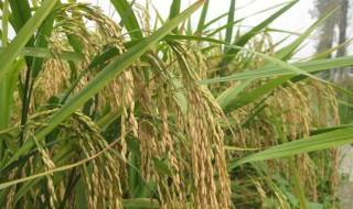 水稻免耕栽培法 适合粘土地区推广应用