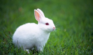兔子的外形特点 兔子有什么特点