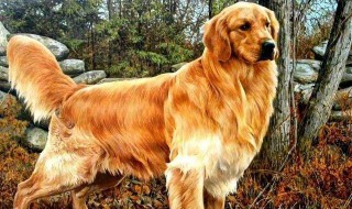 金毛犬特征 金毛特点大揭秘