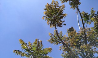 香椿树皮多少钱一斤 香椿树皮的市场价是多少