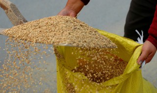 陕西粮补每亩是多少 2020年陕西粮食补贴有多少钱