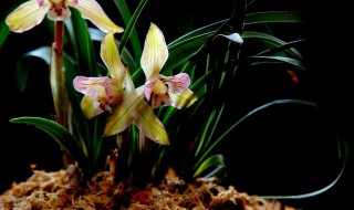 兰花种植土壤配置 种植兰花怎么配土壤