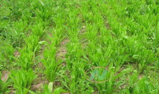 菊苣草怎么种植 菊苣草的种植方法