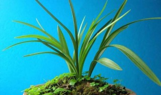 荷瓣兰花叶形特征 识别荷瓣兰花叶只需三招