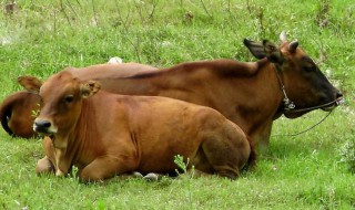 梦见自己在坡上放黄牛 有哪几种情况