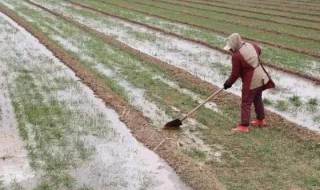 小雪播种的麦子等几天能浇冻水 小雪种的小麦浇水好不好