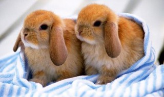 好像的近义词 好像的反义词有哪些