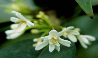 日香桂介绍 日香桂的简介