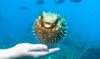 刺豚鱼介绍 什么是刺豚鱼