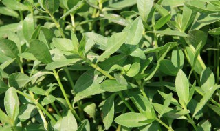 空心苋介绍 你知道什么是空心苋吗