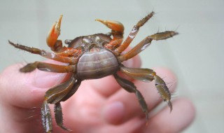 蟛蜞介绍 你知道什么是蟛蜞吗