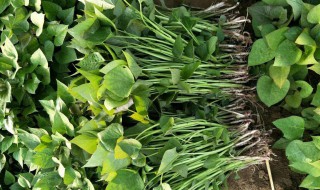 红薯何时育苗 地瓜的育苗时间