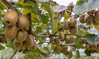 猕猴桃树春季怎么打尖 猕猴桃什么时候摘心