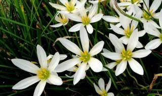 韭兰花怎么养 韭兰花种植的方法