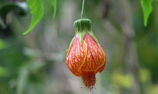 巴西灯笼花冬天咋养护 这样养一年四季都开花