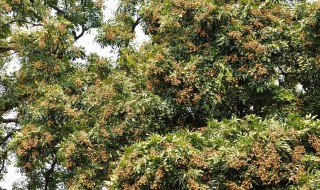 泸州桂圆介绍 泸州桂圆的简介