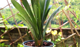 君子兰过冬土办法 注意这两点