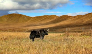 天苍苍野茫茫原唱 这位歌手你很熟悉