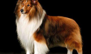 苏格兰牧羊犬的寿命 是什么样的狗狗