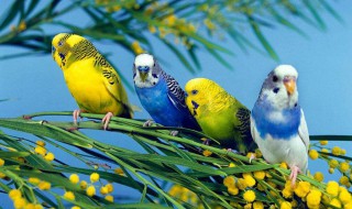 什么鸟最好养 什么鸟容易养活