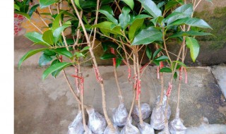 桂花树如何进行嫁接 桂花树怎么进行嫁接