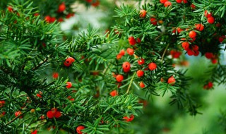 红豆杉过冬的方法 不宜多浇水