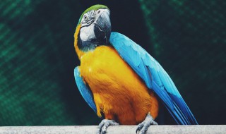 鹦鹉养殖教程 鹦鹉的养殖方法