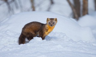 紫貂是什么动物 紫貂的介绍