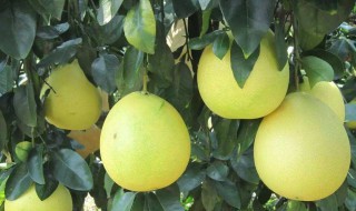 蜜柚什么时候修剪 怎么修剪