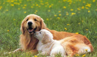 如何让金毛听话 来看看如何让金毛听话