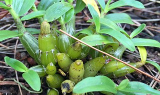 女人吃石斛的好处 女人吃石斛有什么好处